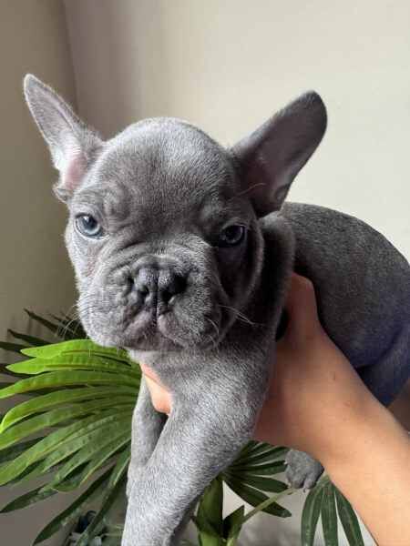 Blue French Bulldog puppies for sale in Barnsley, South Yorkshire - Image 1