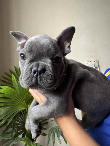 Blue French Bulldog puppies for sale in Barnsley, South Yorkshire - Image 2