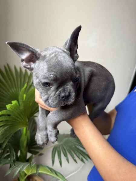 Blue French Bulldog puppies for sale in Barnsley, South Yorkshire - Image 3