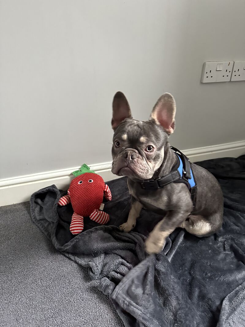 French bulldog store puppies near me