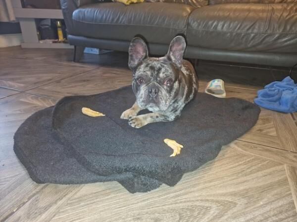 Blue Merle French bulldog for sale in Liverpool, Merseyside