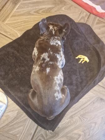 Blue Merle French bulldog for sale in Liverpool, Merseyside - Image 3