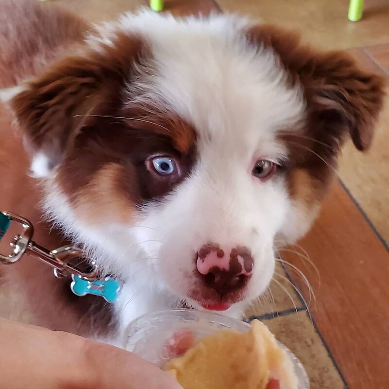 Border collie puppies for sale in TW17 9AJ