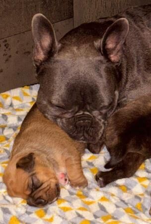 Cavalier x frenchie puppies for sale royal frenchels for sale in Wigan, Greater Manchester