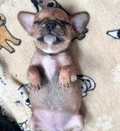 Cavalier x frenchie puppies for sale royal frenchels for sale in Wigan, Greater Manchester - Image 2