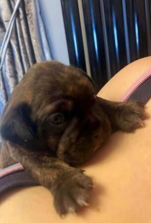 Cavalier x frenchie puppies for sale royal frenchels for sale in Wigan, Greater Manchester - Image 3