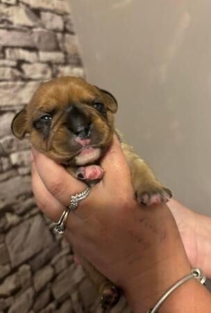 Cavalier x frenchie puppies for sale royal frenchels for sale in Wigan, Greater Manchester - Image 4