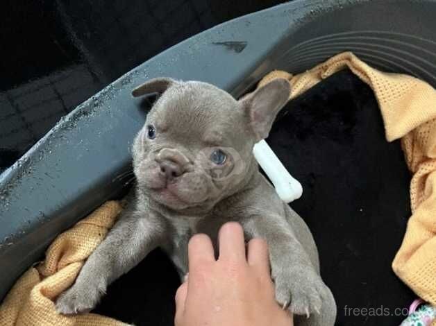 Chunky KC Reg French bulldog puppies for sale in Aylesford, Kent