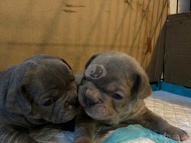 Chunky KC Reg French bulldog puppies for sale in Aylesford, Kent - Image 2