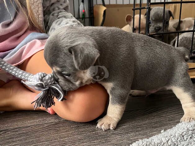 Chunky KC Reg French bulldog puppies for sale in Aylesford, Kent - Image 3