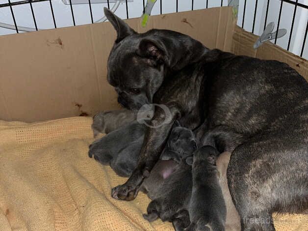 Chunky KC Reg French bulldog puppies for sale in Aylesford, Kent - Image 4