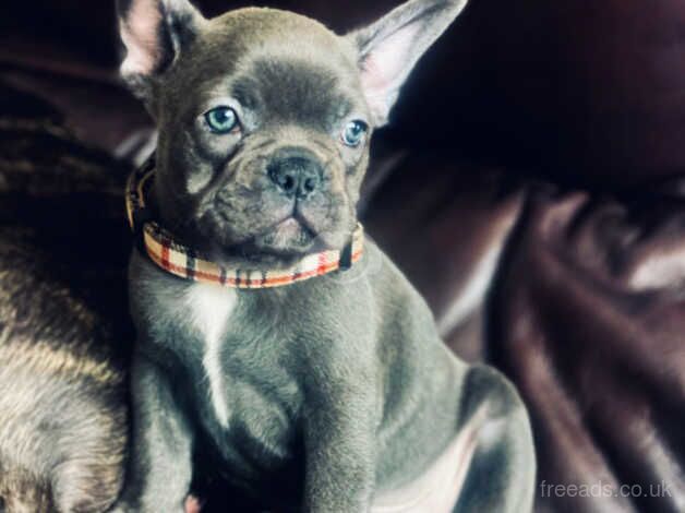 Chunky Rare Blue French Bulldog with blue eyes for sale in Swindon, Staffordshire