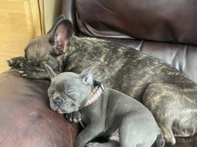 Chunky Rare Blue French Bulldog with blue eyes for sale in Swindon, Staffordshire - Image 2