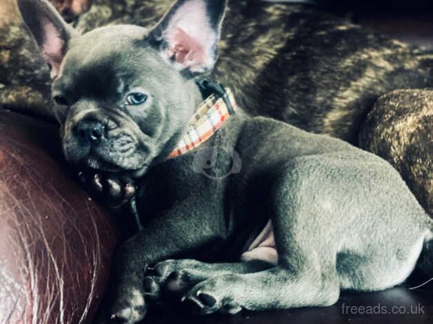 Chunky Rare Blue French Bulldog with blue eyes for sale in Swindon, Staffordshire - Image 3