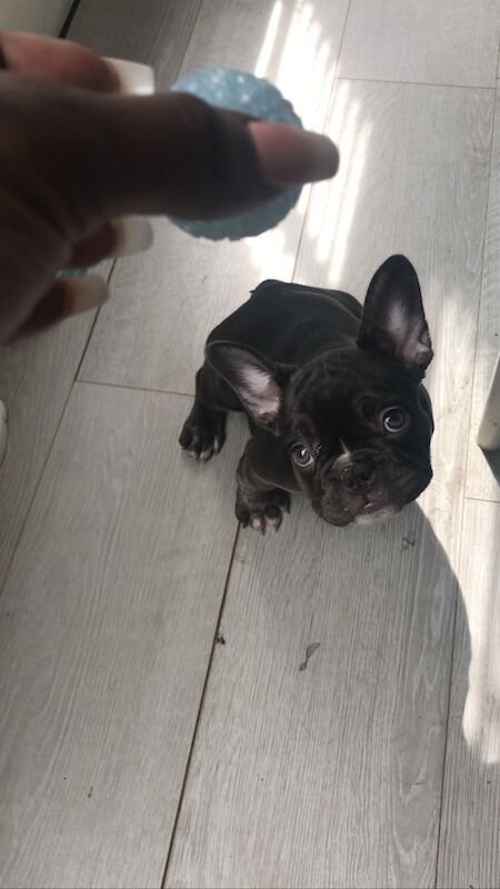 Coco Chanel 🐶💕Female Blue Frenchie 15 months for sale in Nine Elms, Wandsworth, Greater London - Image 4