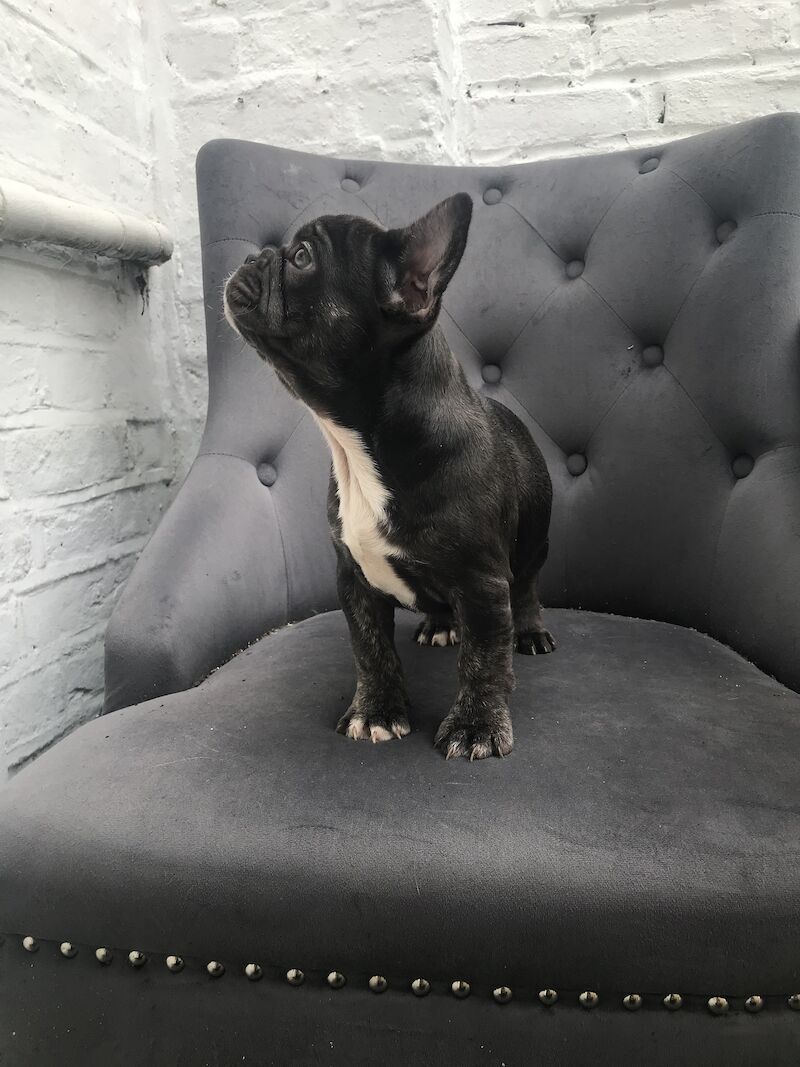 Coco Chanel 🐶💕Female Blue Frenchie 15 months for sale in Nine Elms, Wandsworth, Greater London - Image 3