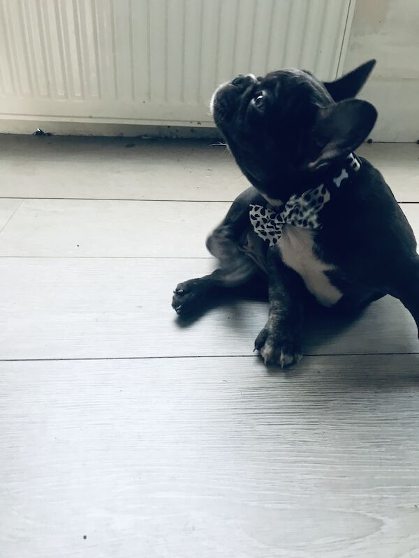 Coco Chanel 🐶💕Female Blue Frenchie 15 months for sale in Nine Elms, Wandsworth, Greater London - Image 2