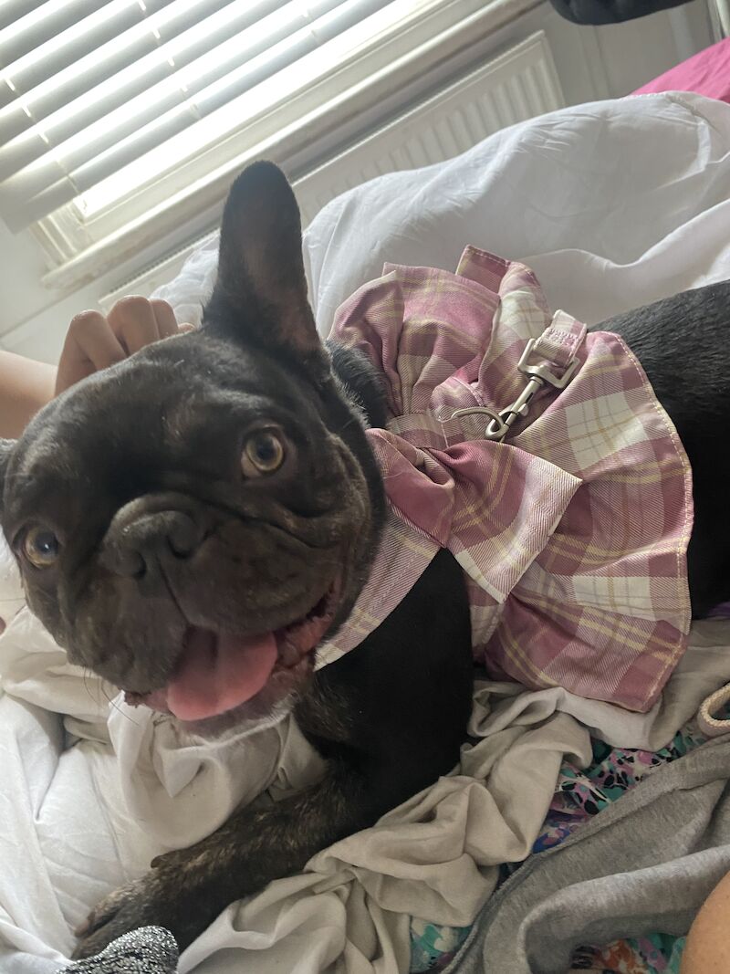 Coco Chanel 🐶💕Female Blue Frenchie 15 months for sale in Nine Elms, Wandsworth, Greater London - Image 6