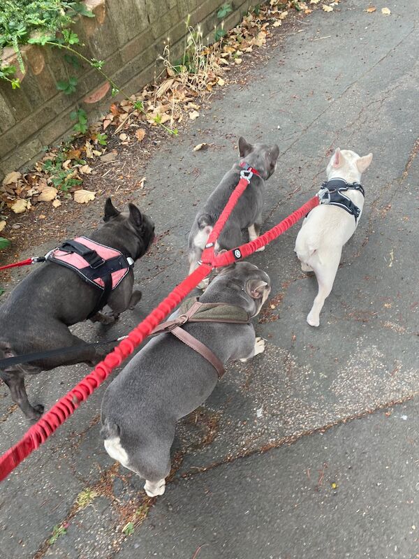 Cream KC reg French bulldog for sale in Harpenden, Hertfordshire