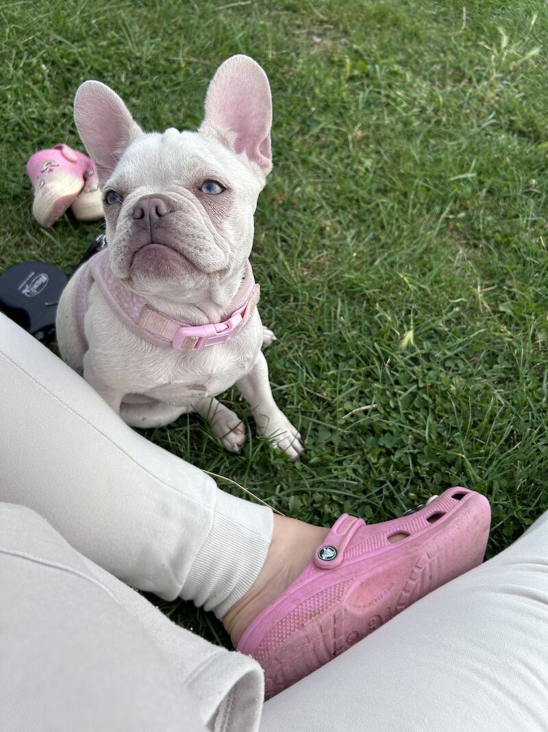 Cream KC reg French bulldog for sale in Harpenden, Hertfordshire - Image 2