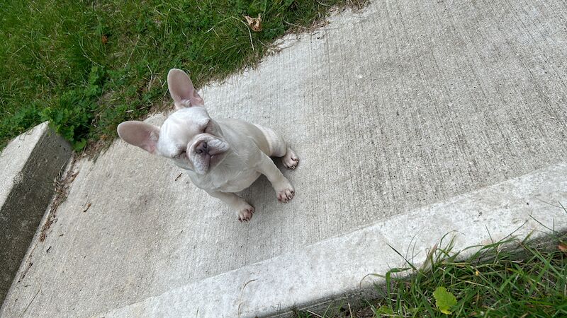 Cream KC reg French bulldog for sale in Harpenden, Hertfordshire - Image 3