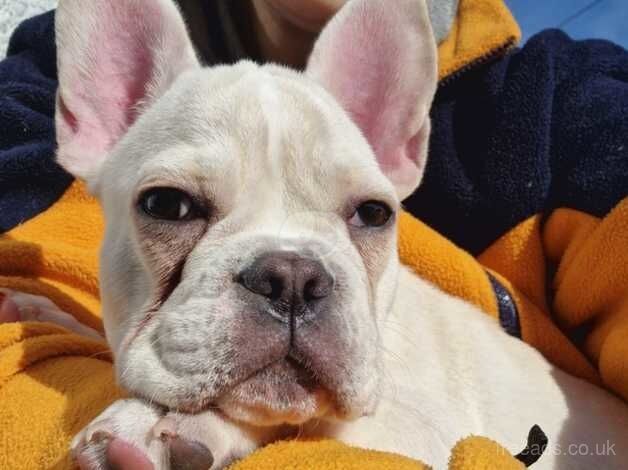 Creme French Bulldog for sale in Wishaw, North Lanarkshire