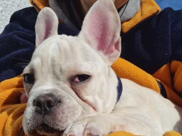 Creme French Bulldog for sale in Wishaw, North Lanarkshire - Image 2