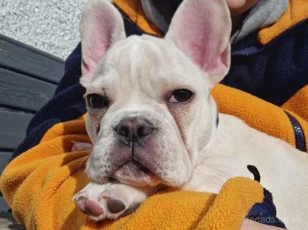 Creme French Bulldog for sale in Wishaw, North Lanarkshire - Image 3