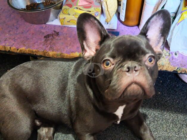 Cute boy french bulldog needs forever loving home for sale in Birmingham, West Midlands