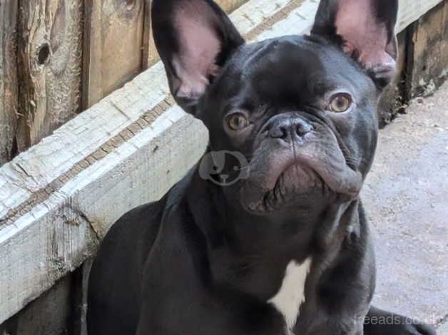 Cute boy french bulldog needs forever loving home for sale in Birmingham, West Midlands - Image 3