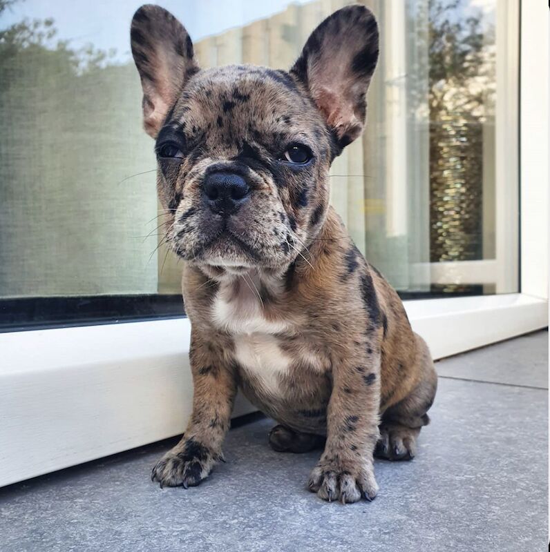 Cute French Bulldog Pups for sale in Birmingham, West Midlands - Image 1