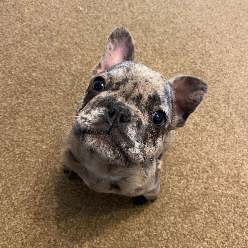 Cute French Bulldog Pups for sale in Birmingham, West Midlands - Image 2