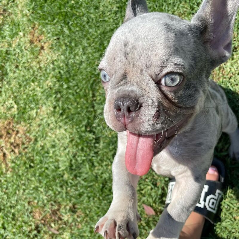 Cute French Bulldog Pups for sale in Birmingham, West Midlands - Image 3