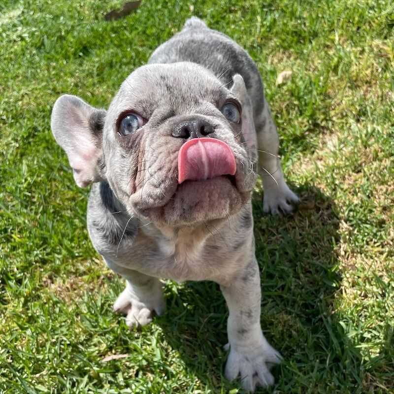 Cute French Bulldog Pups for sale in Birmingham, West Midlands - Image 4