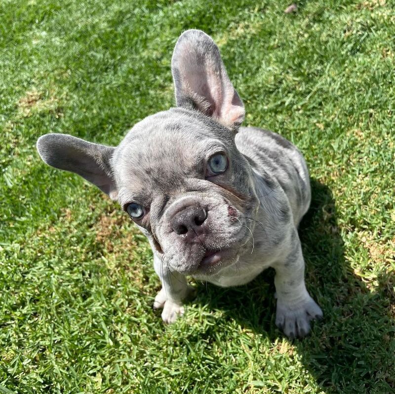 Cute French Bulldog Pups for sale in Birmingham, West Midlands - Image 5