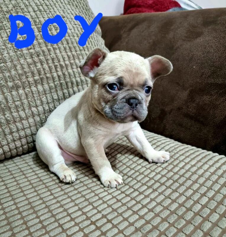 Cute French Bulldogs for sale in Coventry, West Midlands