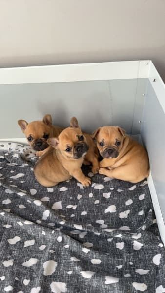 fawn litter of 3 french bulldog puppies available for sale in Manchester, Greater Manchester