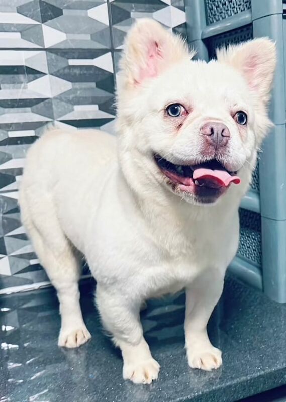 Female 1 year old fluffy French bulldog for sale in Crumpsall, Greater Manchester