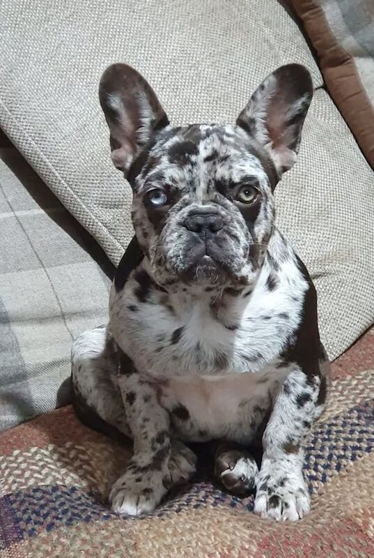 Female cryptic merle french bulldog for sale in Forres, Moray