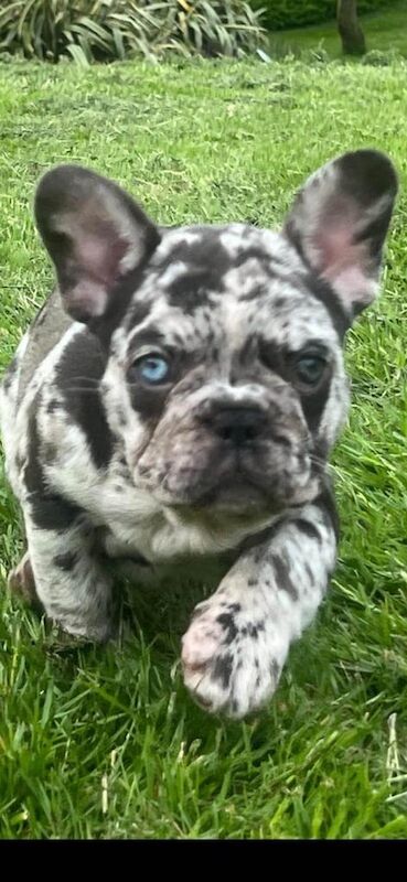 Female cryptic merle french bulldog for sale in Forres, Moray - Image 2