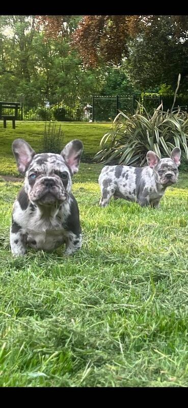 Female cryptic merle french bulldog for sale in Forres, Moray - Image 3