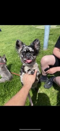 Female fluffy frenchie merle n tan for sale in Birmingham, West Midlands - Image 2