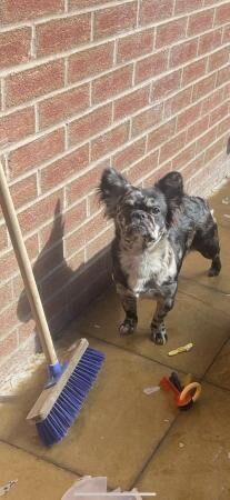 Female fluffy frenchie merle n tan for sale in Birmingham, West Midlands - Image 4