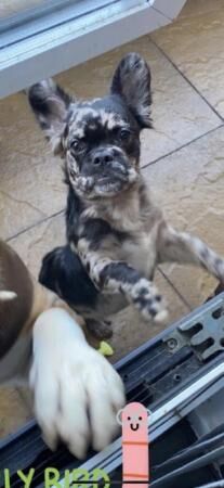 Female fluffy frenchie merle n tan for sale in Birmingham, West Midlands - Image 5