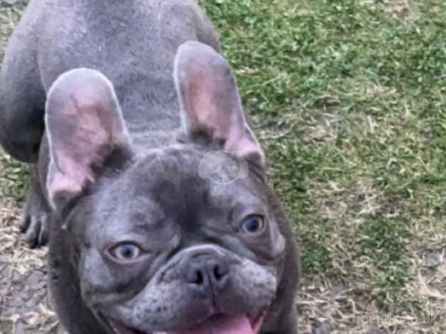 Female French bull dog for sale in West Bromwich, West Midlands - Image 2