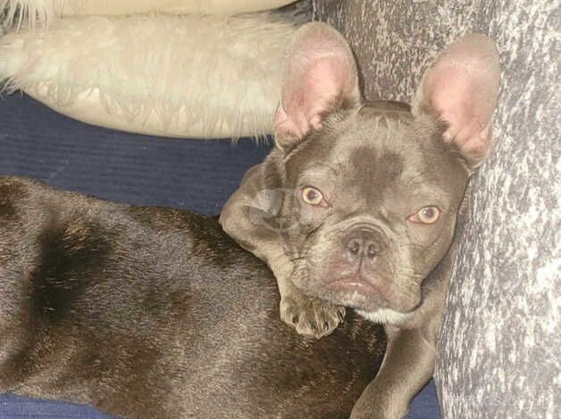 Female French bull dog for sale in West Bromwich, West Midlands - Image 3