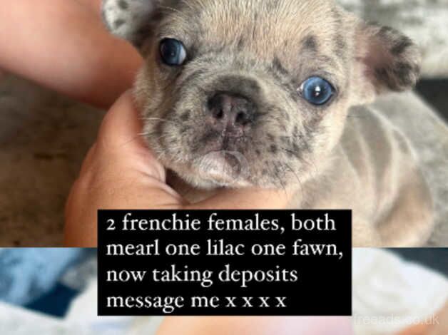 Female french bull dogs for sale in Durham, County Durham