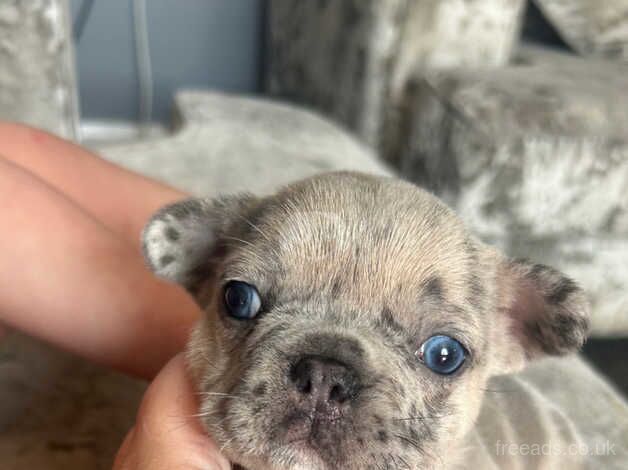 Female french bull dogs for sale in Durham, County Durham - Image 2