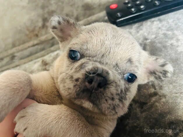 Female french bull dogs for sale in Durham, County Durham - Image 3