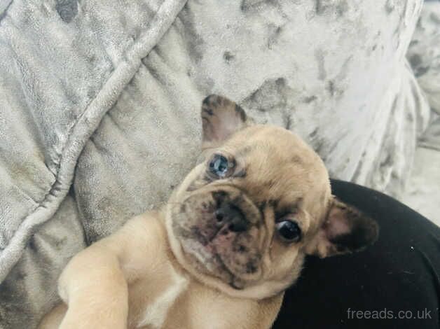 Female french bull dogs for sale in Durham, County Durham - Image 4